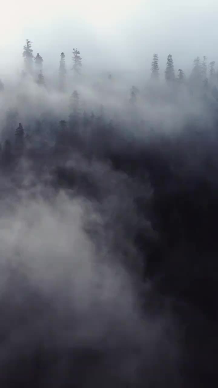 Aerial shot drifting over a dark pine forest wrapped in mist.